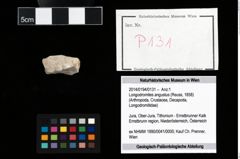 Foto (Objekt + Etikett) von Longodromites angustus (Reuss, 1858)  (NHMW-GEO-2014-0194-0131)